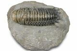 Prone Crotalocephalina Trilobite - Atchana, Morocco #322275-3